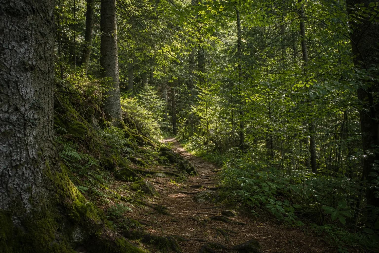 Naturnaher Weg durch den Bayerischen Wald